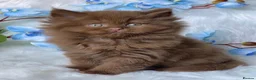British Shorthair cats for sale: Luxury cinnamon/brown British longhair kitten - Advert 4