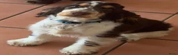 Cocker Spaniel dogs for sale: KC SHOW COCKER Spaniel female  - Advert 3