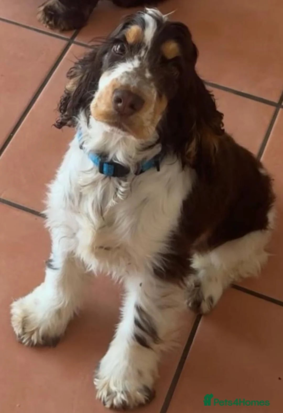 Cocker Spaniel dogs for sale: KC SHOW COCKER Spaniel female  - Advert 3