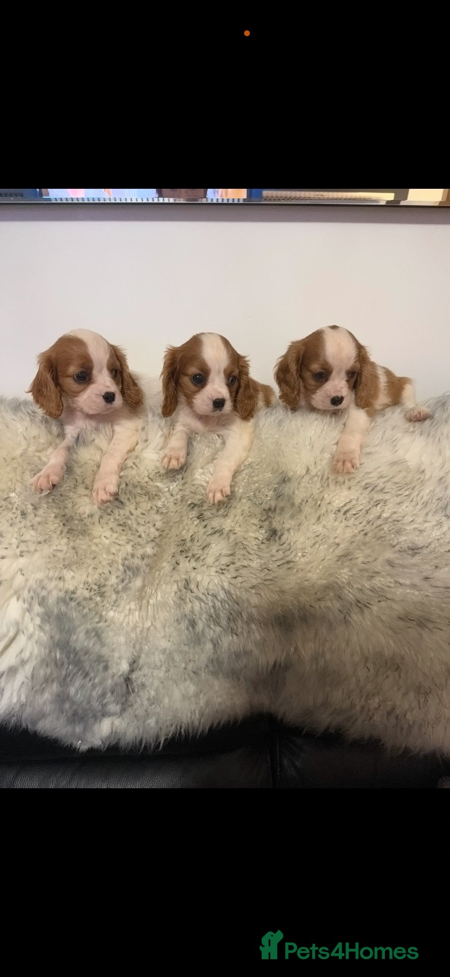 Cavalier King Charles Spaniel dogs DNA clear and kc registered cavalier puppies  - Advert 2