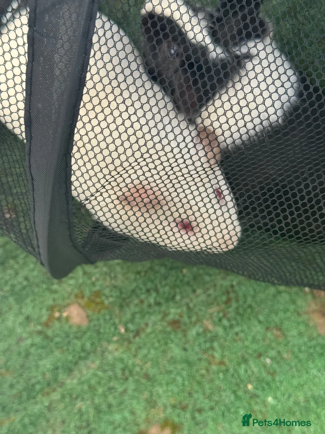 Guinea Pig rodents for sale: 2 Guinea pigs for sale  in Tidworth - Advert 3