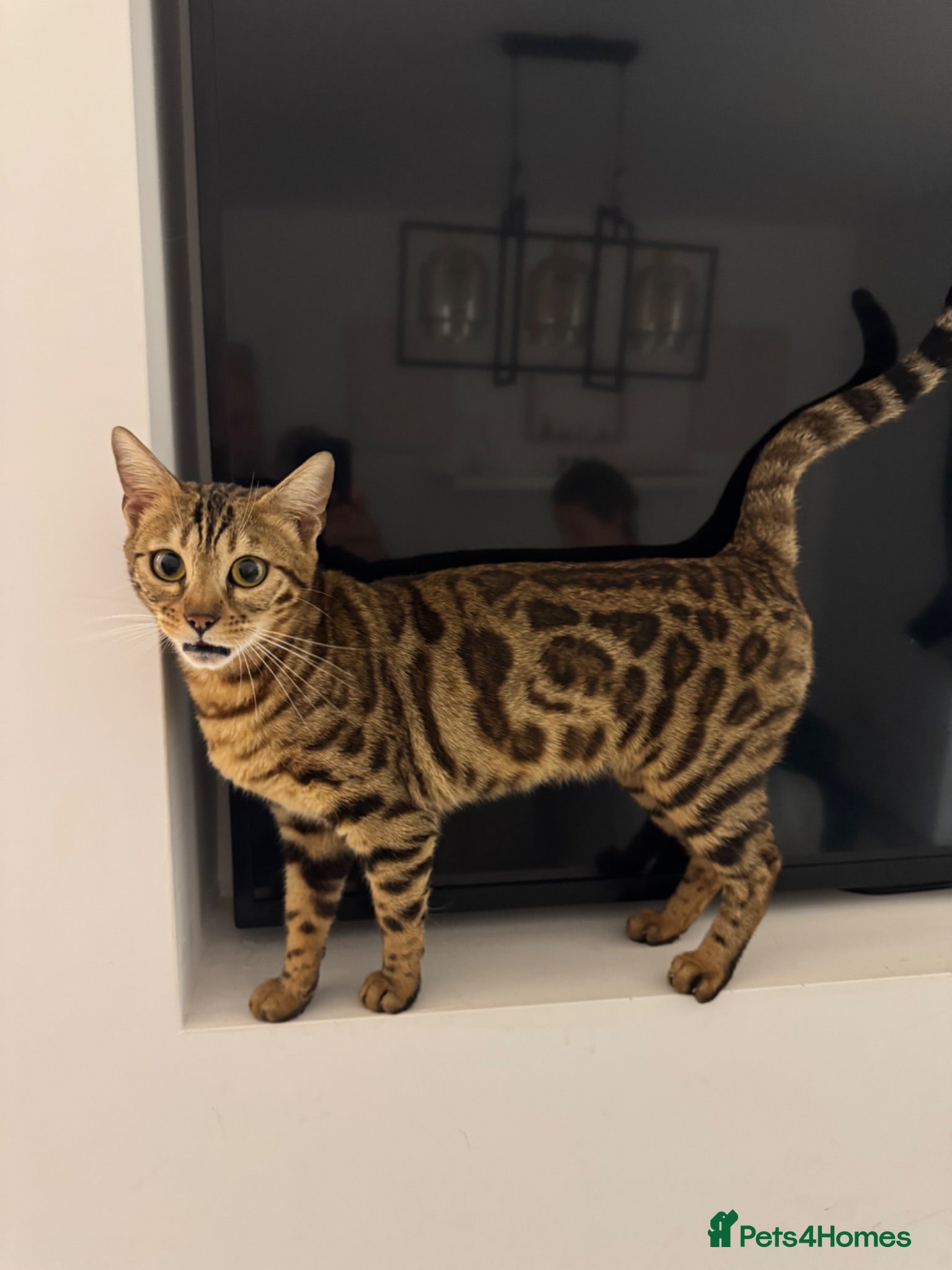 Bengal cats Tica Registered Pedigree Bengal kittens - Advert 1