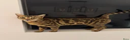 Bengal cats for sale: Tica Registered Pedigree Bengal kittens in Leeds - Advert 1
