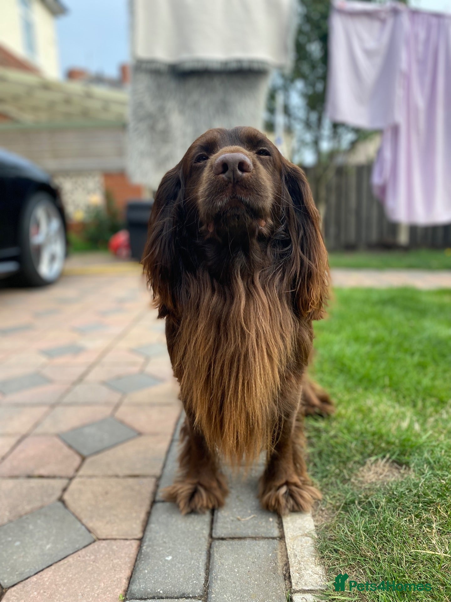 Cocker Spaniel dogs Sparkey the chocolate cocker spaniel  - Advert 2