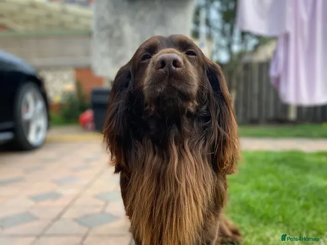 Cocker Spaniel dogs Cocker Spaniel Stud Dog Excellent Coat Temperament - Advert 2