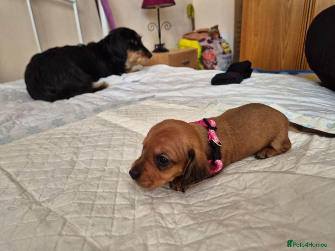 Dachshund dogs for sale: Smooth-Coat Dachshund Puppies– Family Raised - Advert 5