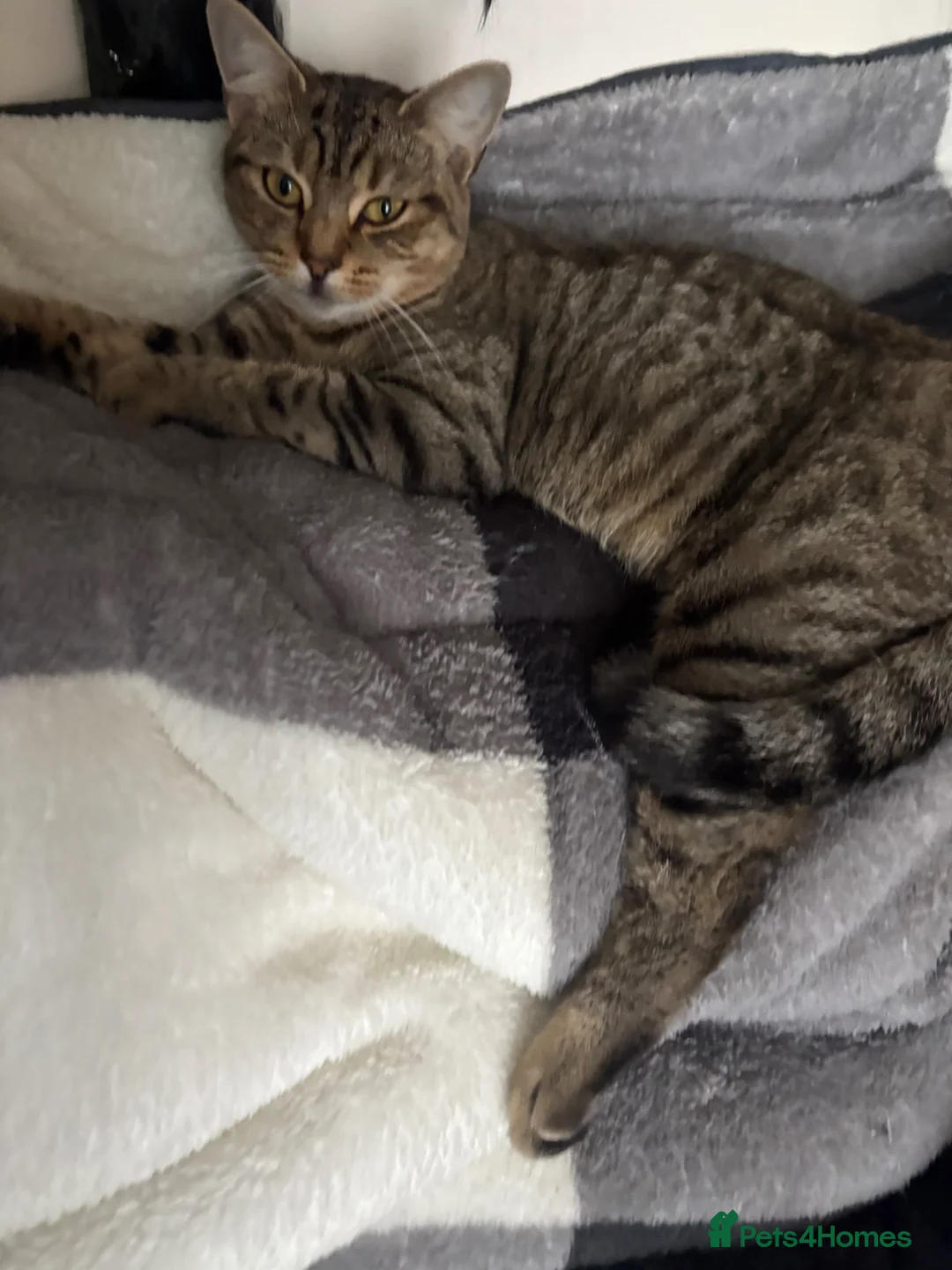 Mixed Breed cats for sale: Adorable Tabby X British short hair Kittens - Advert 2