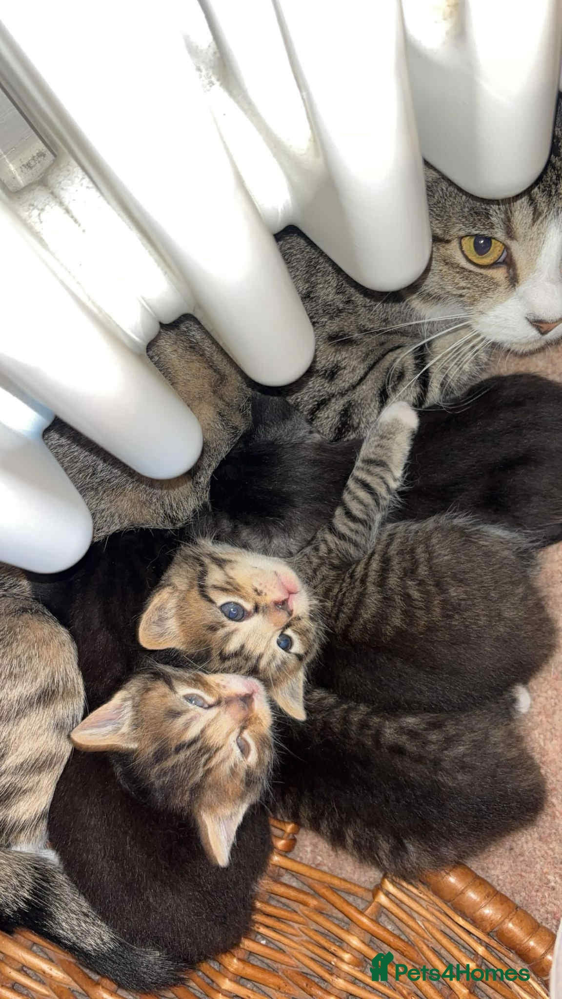 Mixed Breed cats Beautiful Kittens  - Advert 2