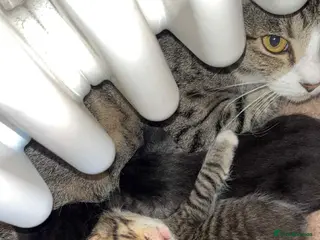 Mixed Breed cats Beautiful Kittens - Advert 2