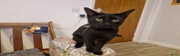 Mixed Breed cats for sale: Black half Siamese kittens & young adults for sale in Abingdon - Advert 7