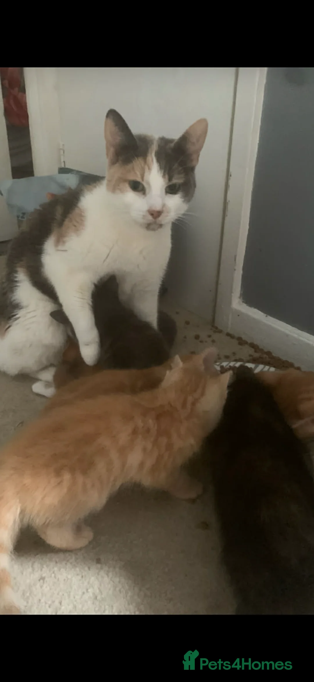 Mixed Breed cats for sale: Kittens  - Advert 3