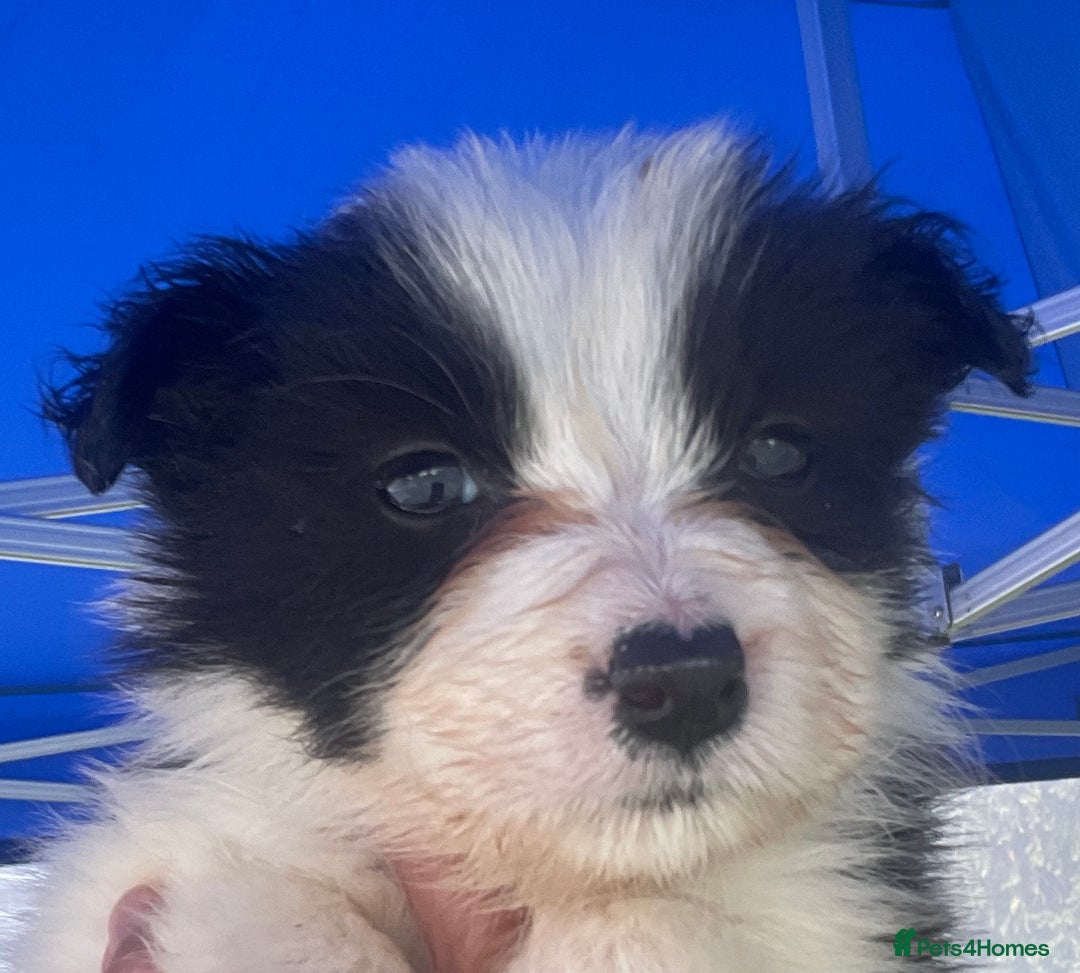 Border Collie dogs for sale: Lovely black and white Border Collie puppies.  - Image 4