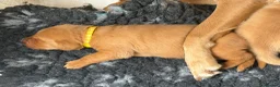 Labrador Retriever dogs for sale: Beautiful Labrador retriever puppies for sale - Advert 8