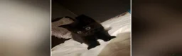 Mixed Breed cats for sale: Kitten - Advert 2