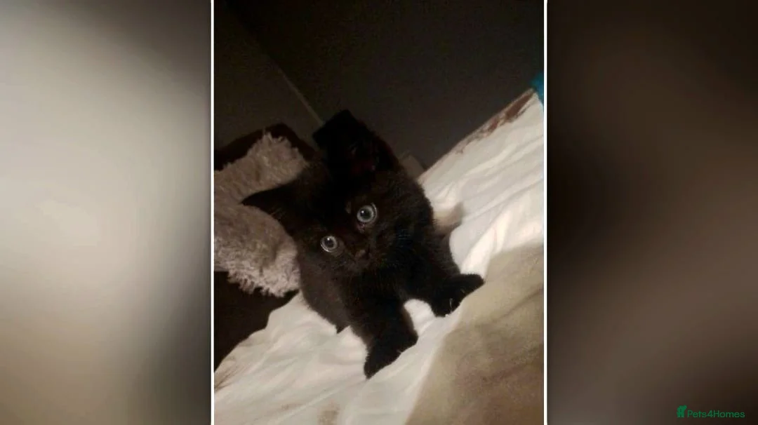 Mixed Breed cats for sale: Kitten - Advert 2