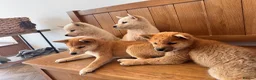 Japanese Shiba Inu dogs for sale: Small sizeShiba parents health tested champions  - Advert 17
