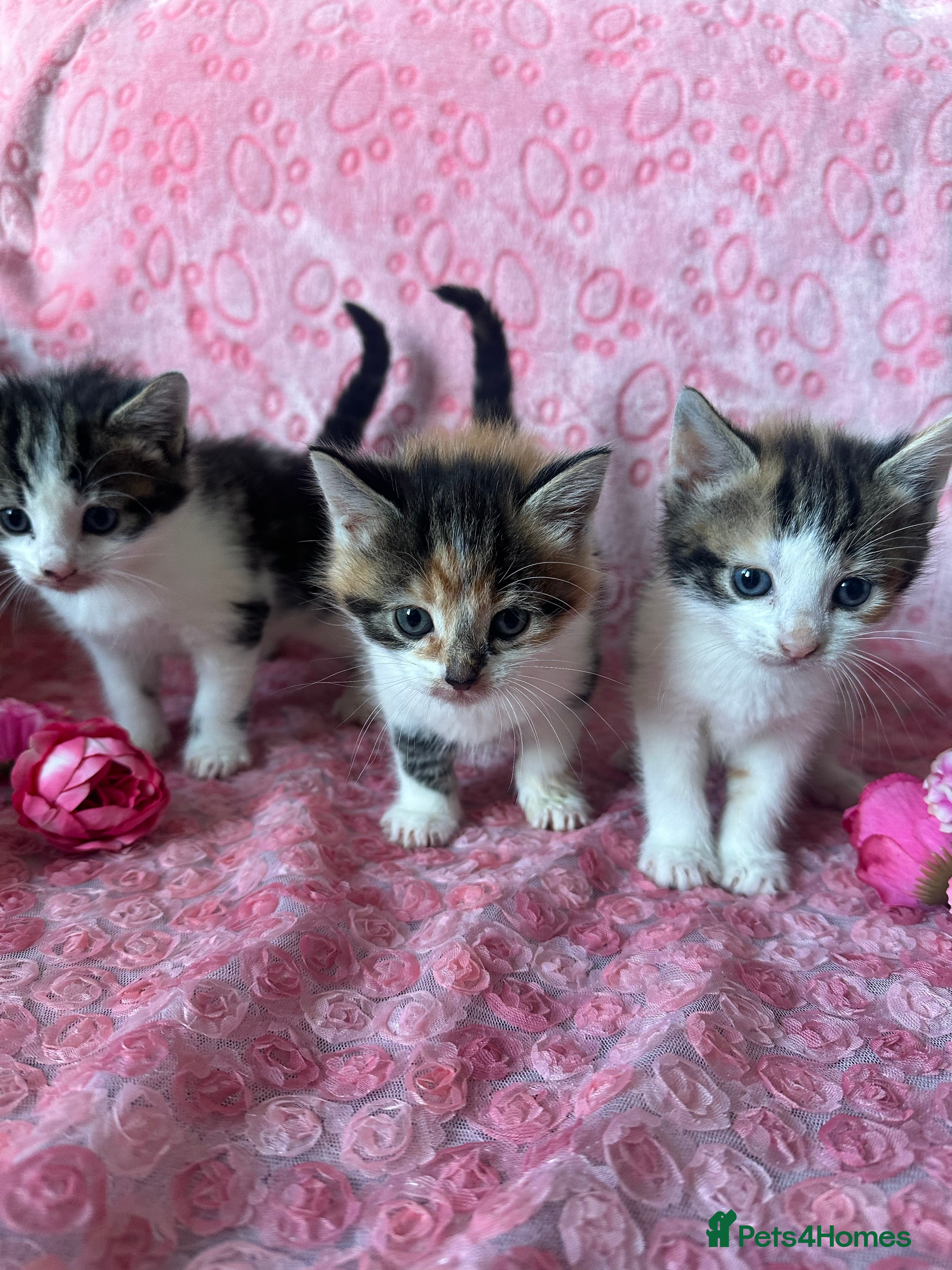 Mixed Breed cats Beautiful Calico Kittens 🥰💝 - Advert 3