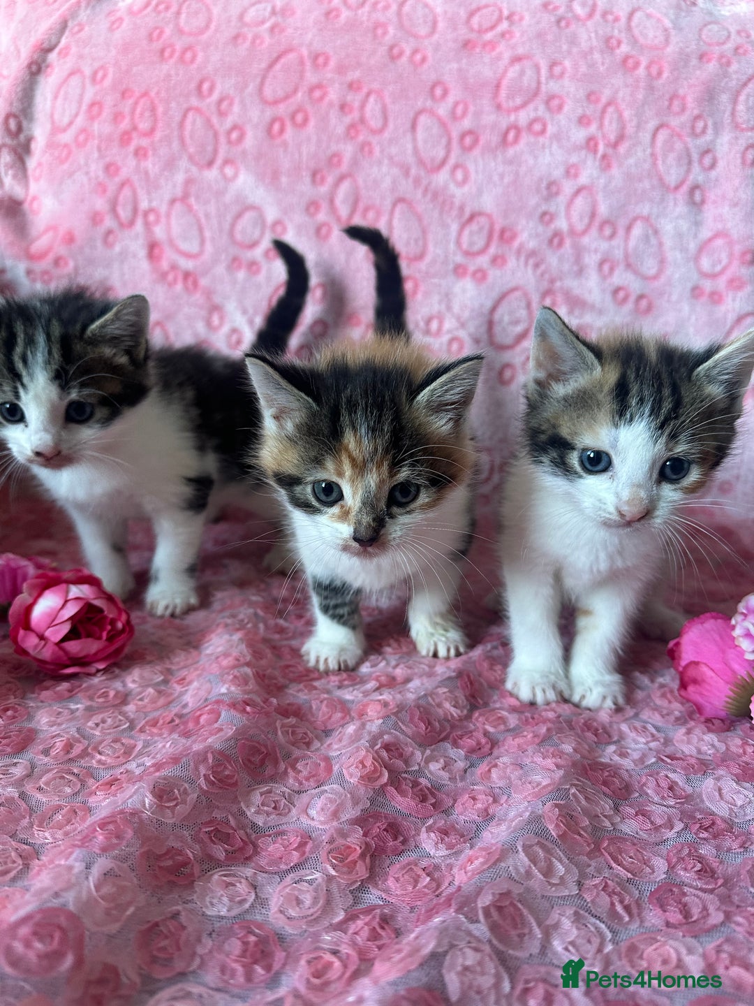 Mixed Breed cats for sale: Beautiful Calico Kittens 🥰💝 - Advert 1