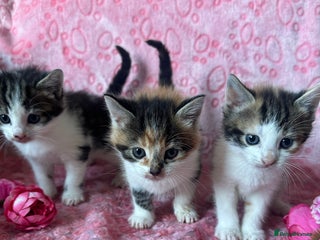 Mixed Breed cats Beautiful Calico Kittens 🥰💝 - Advert 3