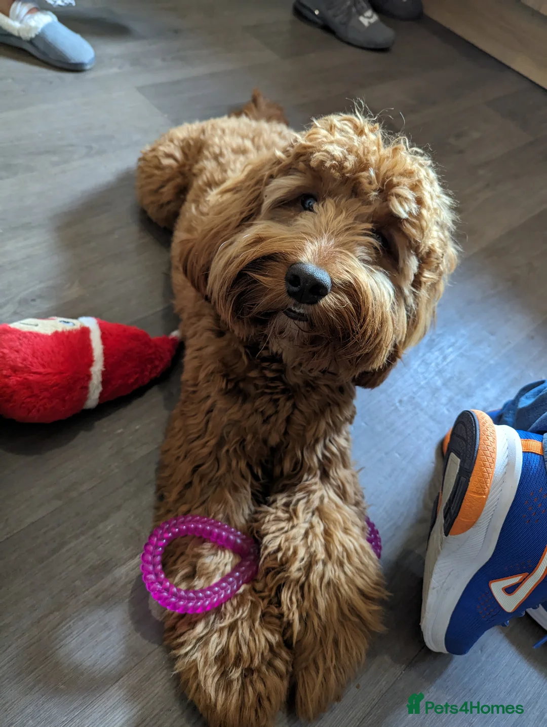 Cockapoo dogs for stud: 100% Proven F1 Fox Red Cockapoo, Stud only in Kirkcaldy - Advert 6