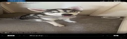 Siberian Husky dogs for sale: Siberian husky 9 months old  - Advert 2