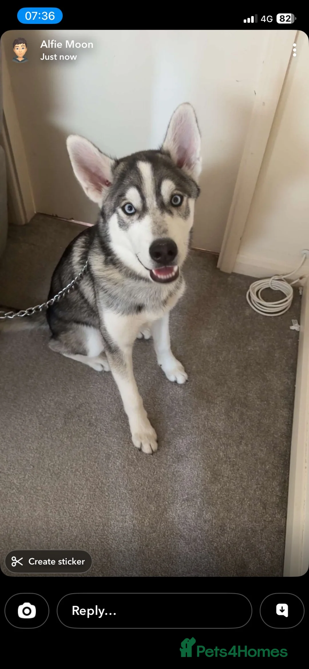 Siberian Husky dogs for sale: Siberian husky 9 months old  - Advert 2