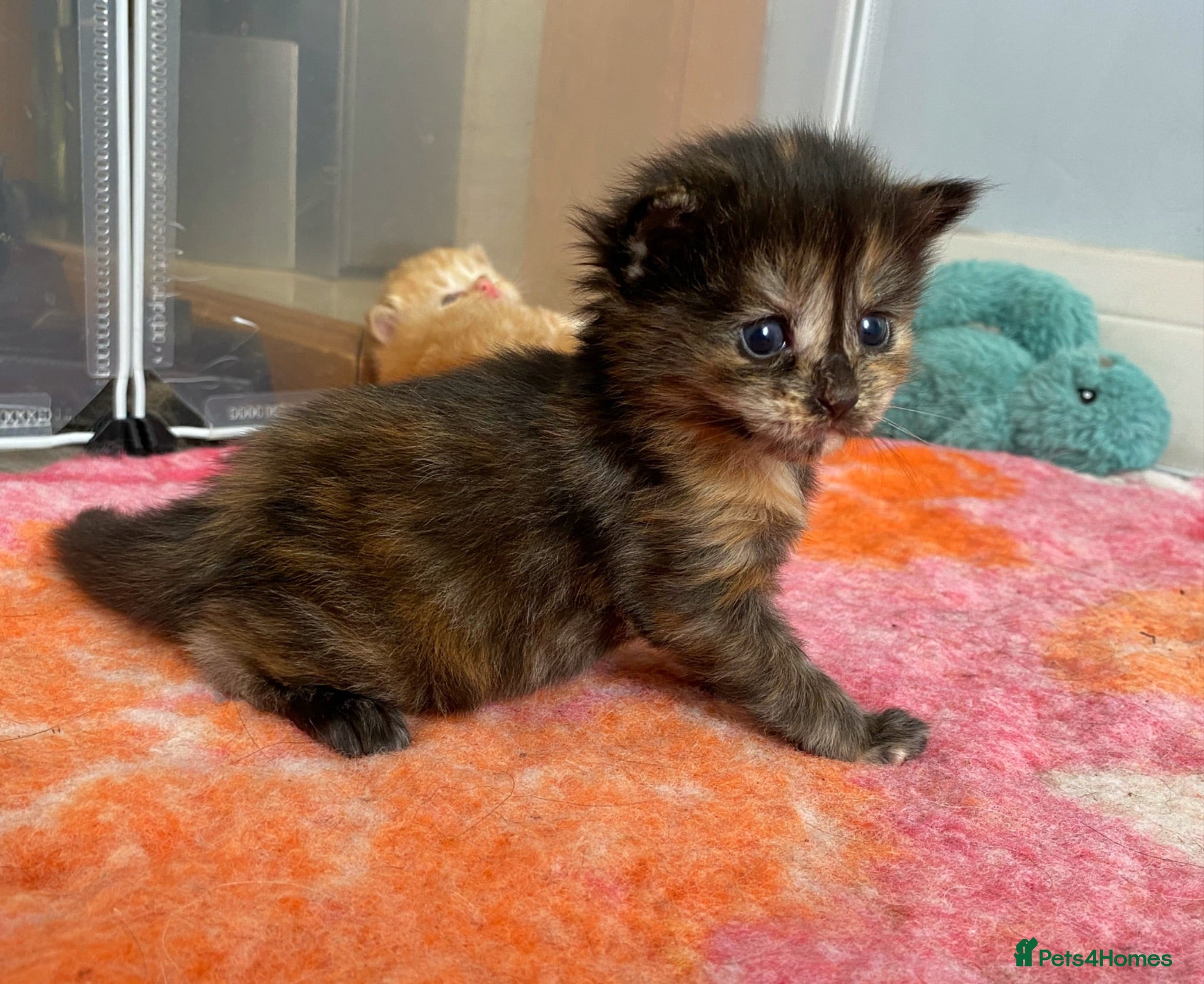 Maine Coon cats 3 female mainecoon mix kittens  - Advert 18