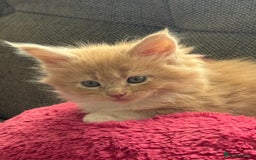 Maine Coon cats for sale: Xl Beautiful Mainecoon kittens for sale - Image 17