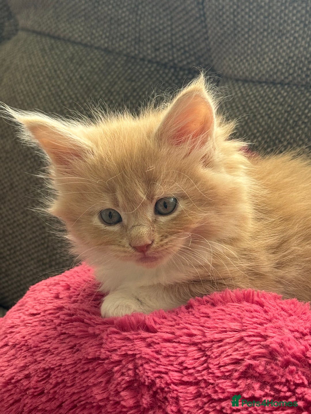 Maine Coon cats for sale: Xl Beautiful Mainecoon kittens for sale - Image 17