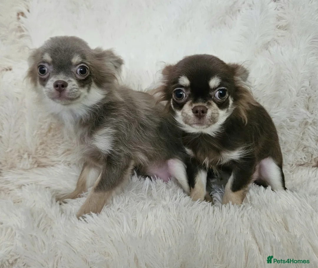 Chihuahua dogs for sale: Stunning long coat Russian girls.  - Advert 2