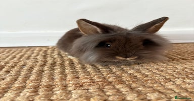 Lionhead rabbits Lionhead Brown & Blue Otters  - Advert 3