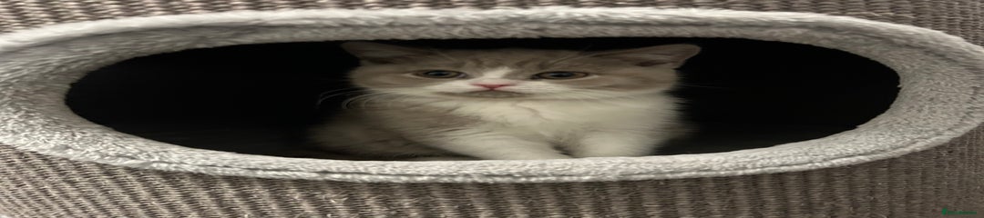 British Shorthair Kitten 5