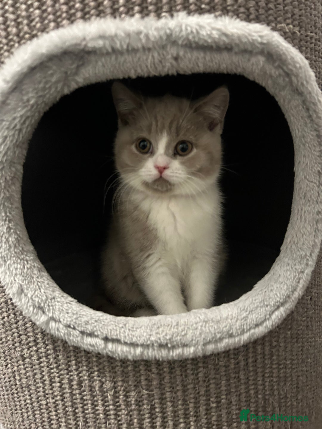 British Shorthair cats for sale: BSH Kittens 🧡🩷❤️💜💛💖 - Image 8