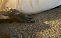 Mixed Breed cats for sale: Kittens for sale  - Image 3