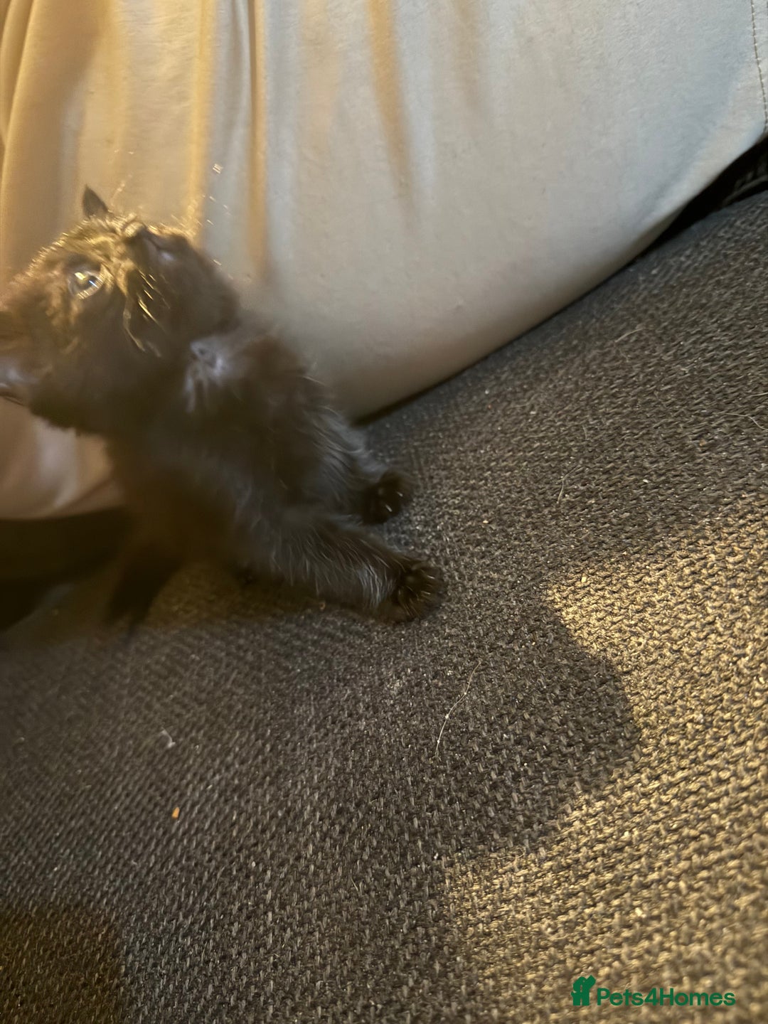 Mixed Breed cats for sale: Kittens for sale  - Image 3
