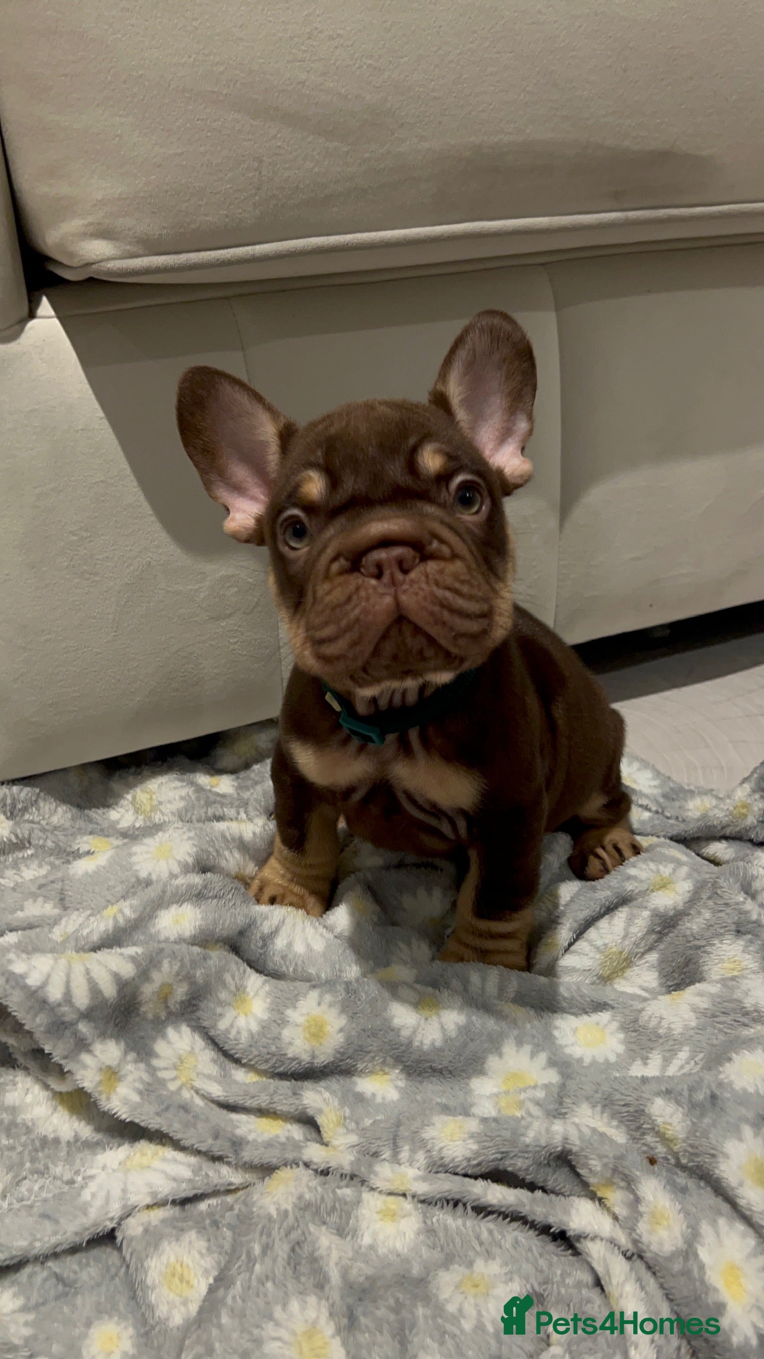 French Bulldog dogs Frenchies in Chocolate & Tan and Rojo - Advert 6