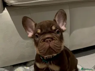 French Bulldog dogs Frenchies in Chocolate & Tan and Rojo - Advert 5