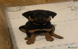 Rottweiler dogs for sale: 11 Chucky Rottweiler puppies for sale  - Image 3