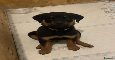 Rottweiler dogs - Advert 10