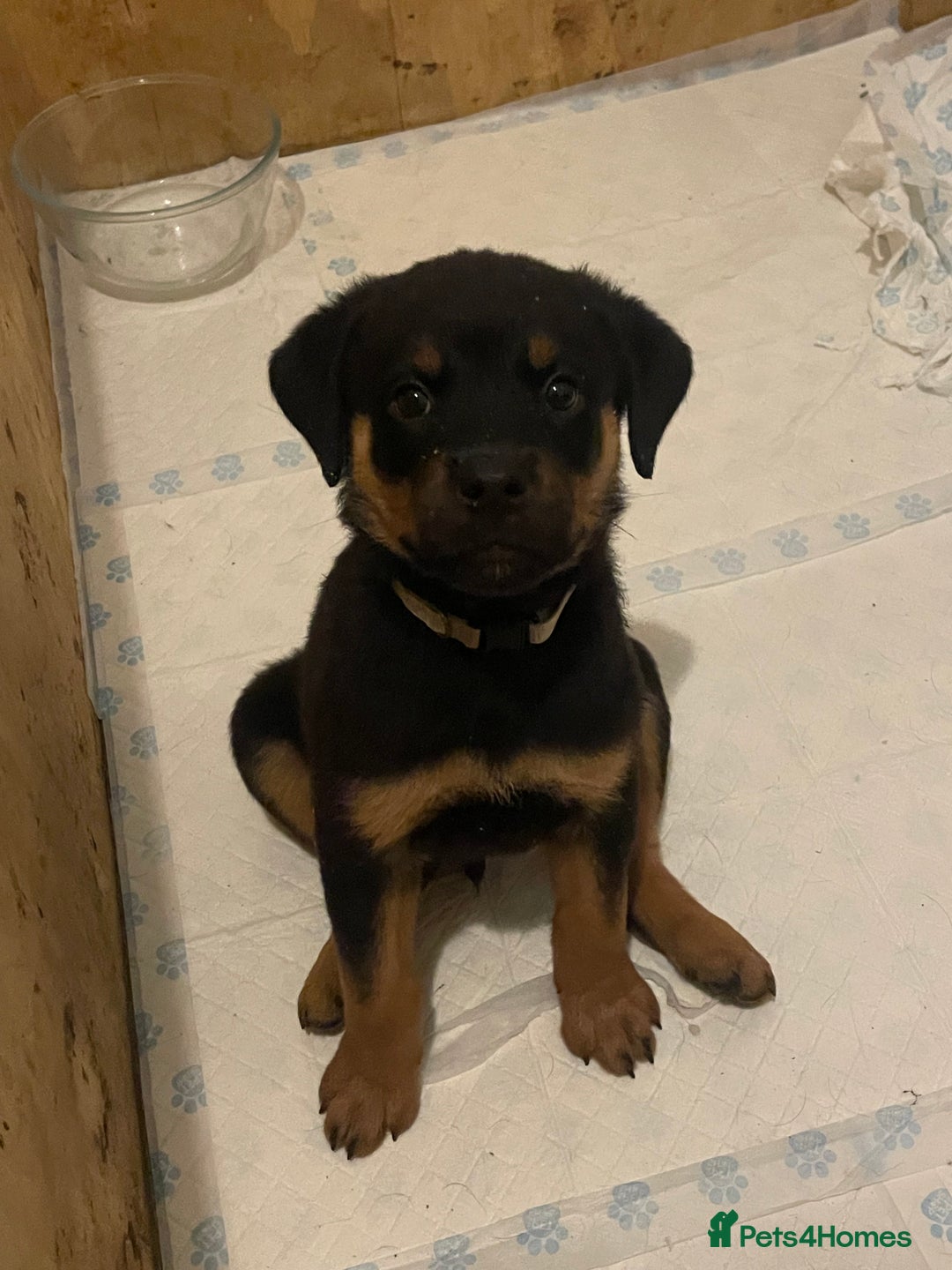 Rottweiler dogs for sale: 11 Chucky Rottweiler puppies for sale  - Image 3