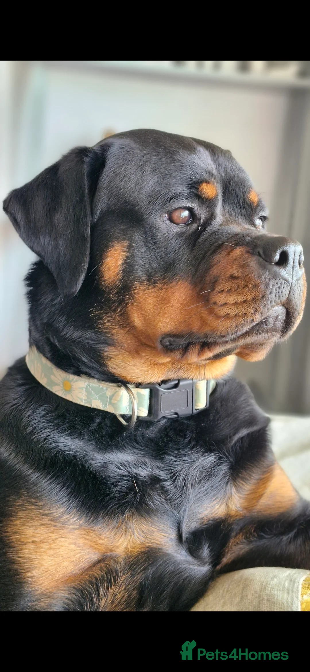 Rottweiler dogs for adoption: Roxy the loveable Rottie - Advert 2