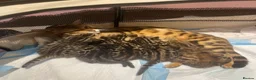 Bengal cats for sale: Bengal cross  - Advert 1