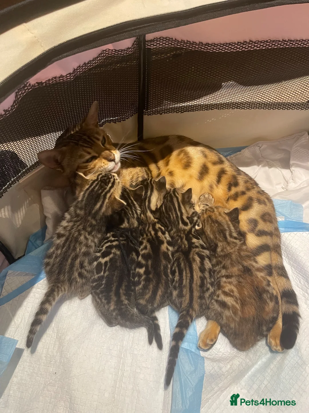 Bengal cats for sale: Bengal cross  - Advert 1