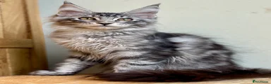 Maine Coon 2