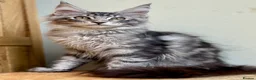 Maine Coon cats for sale: Beautiful Maine Coon kittens - Advert 4