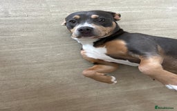 Mixed Breed dogs for sale: Qwennie  - Image 7