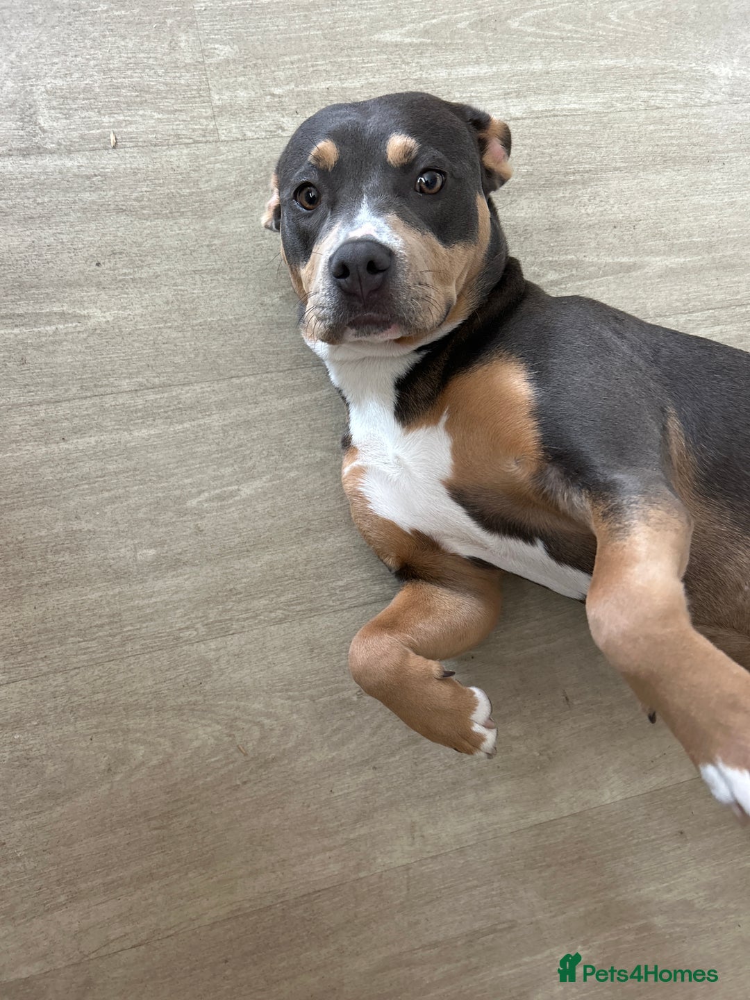 Mixed Breed dogs for sale: Qwennie  - Image 7