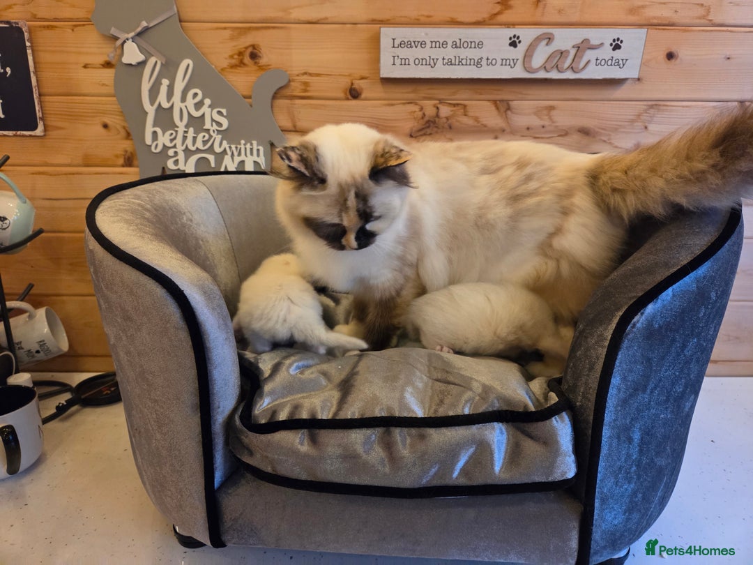 Ragdoll cats for sale: Flame boy Ragdoll kitten - Advert 2