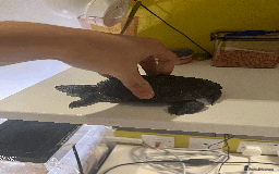 Turtle reptiles for sale: Diamondback Terrapin Turtle - Image 2