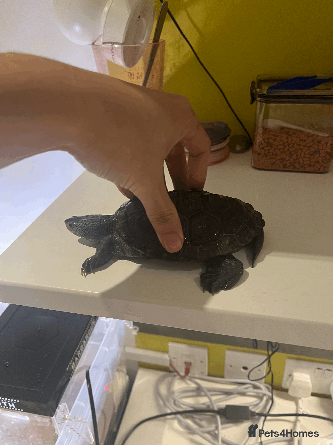 Turtle reptiles for sale: Diamondback Terrapin Turtle - Image 2